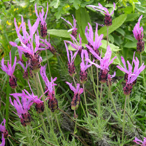 Lavandula stoecha 'Madrid Purple'